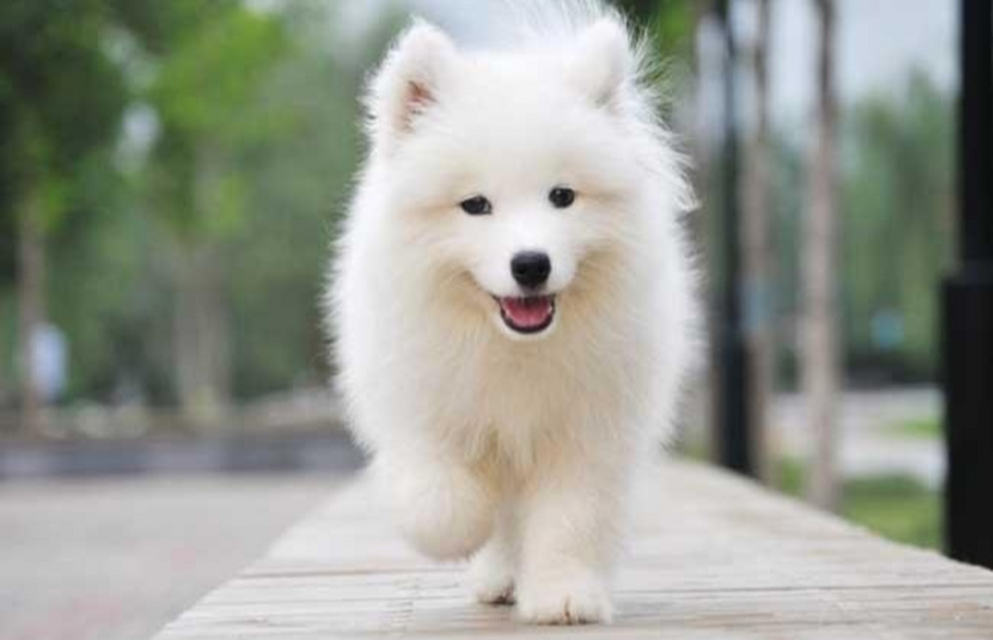 为什么颜值巨高的银狐犬却没有人养75157515 它们看上去就像