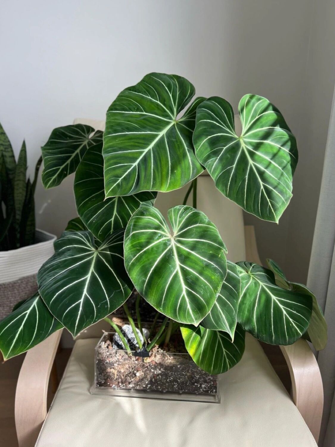 好养好看的室内植物38–明脉蔓绿绒 明脉是荣耀蔓绿绒的一种,是一款