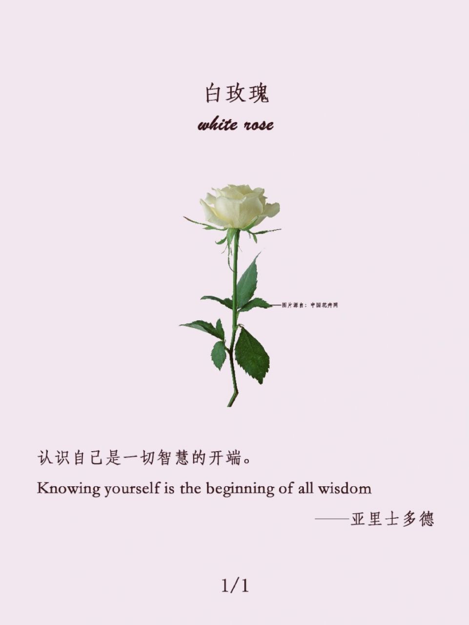 香格里拉玫瑰花语图片