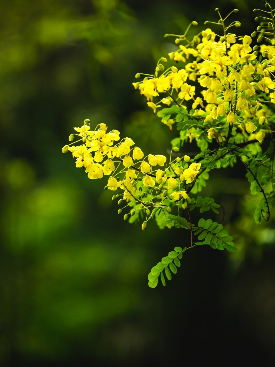 云实黄花满山篱, 黄花满山篱, 采采怀俦侣