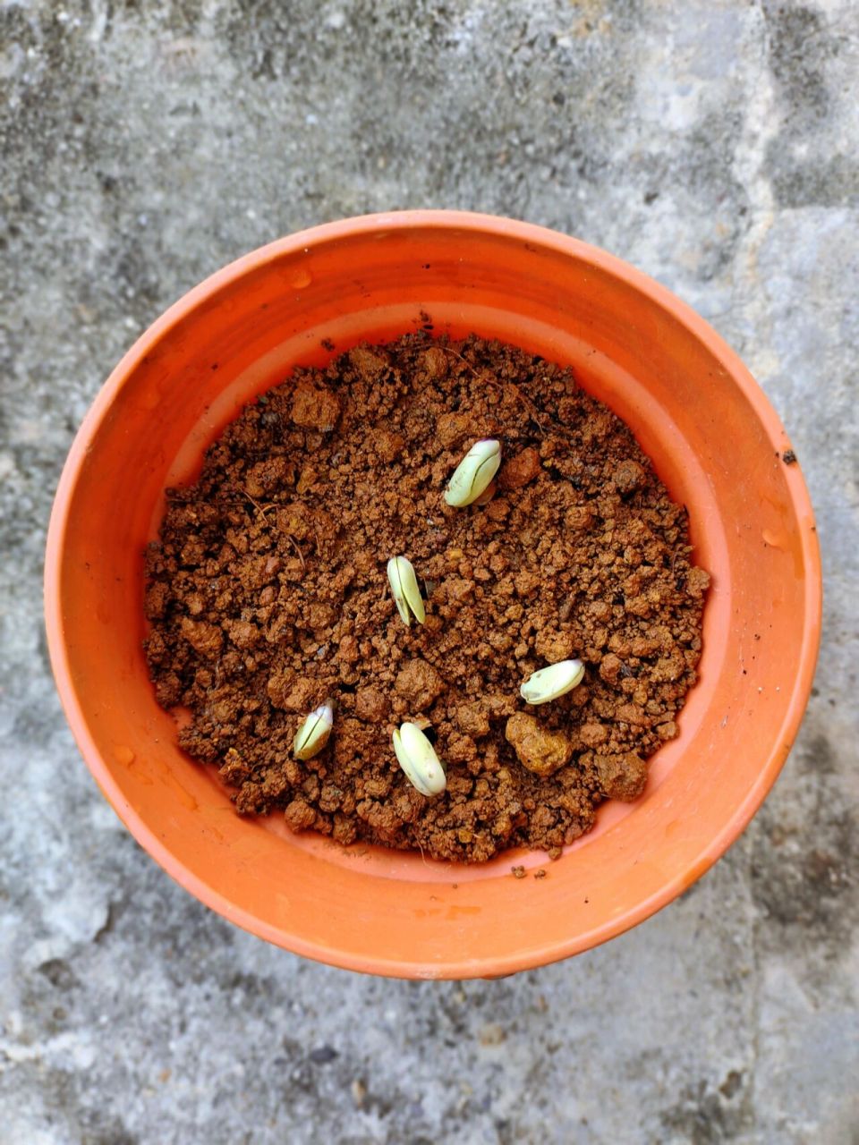 毛豆成长史97 从一开始的种子,慢慢长出幼苗97到长好多新叶91