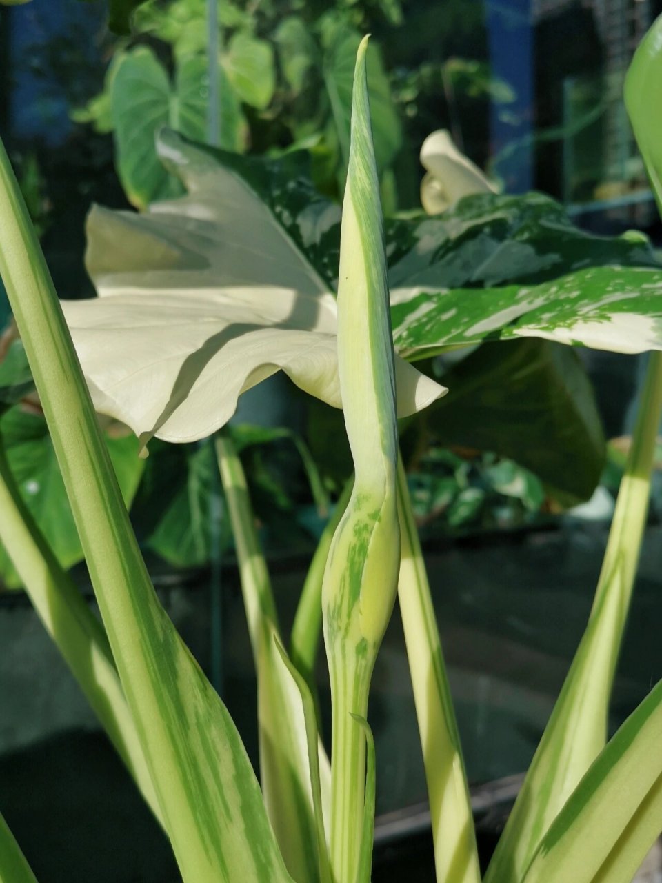 锦化滴水观音开花了 虽然天南星科的植物花普遍都不怎么好看,但是锦化