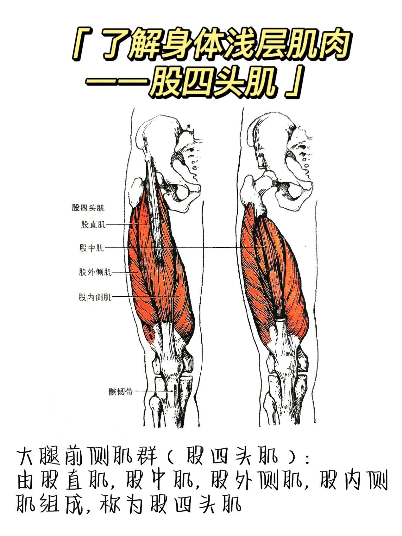 了解身体浅层肌肉——大腿前侧肌群 股四头肌: 由股直肌,股中肌,股