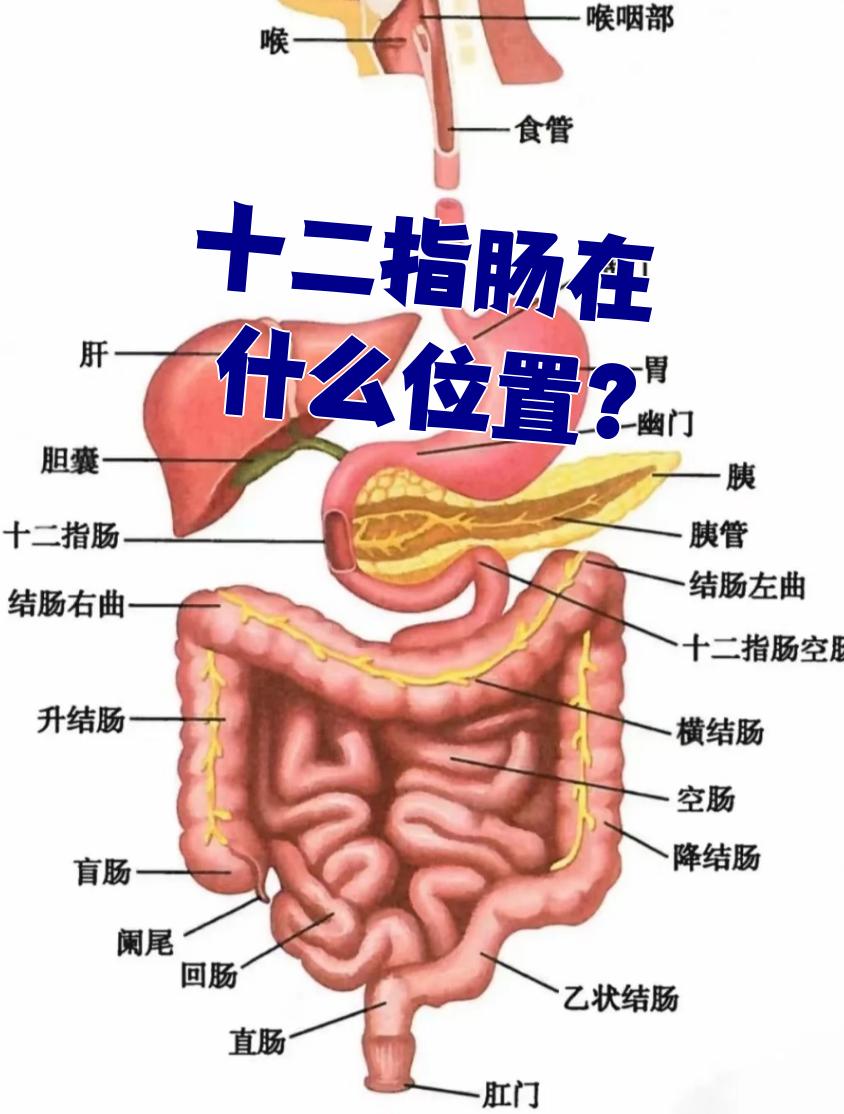 它是小肠中最短最粗的一段,位置比较深,而且基本固定不动