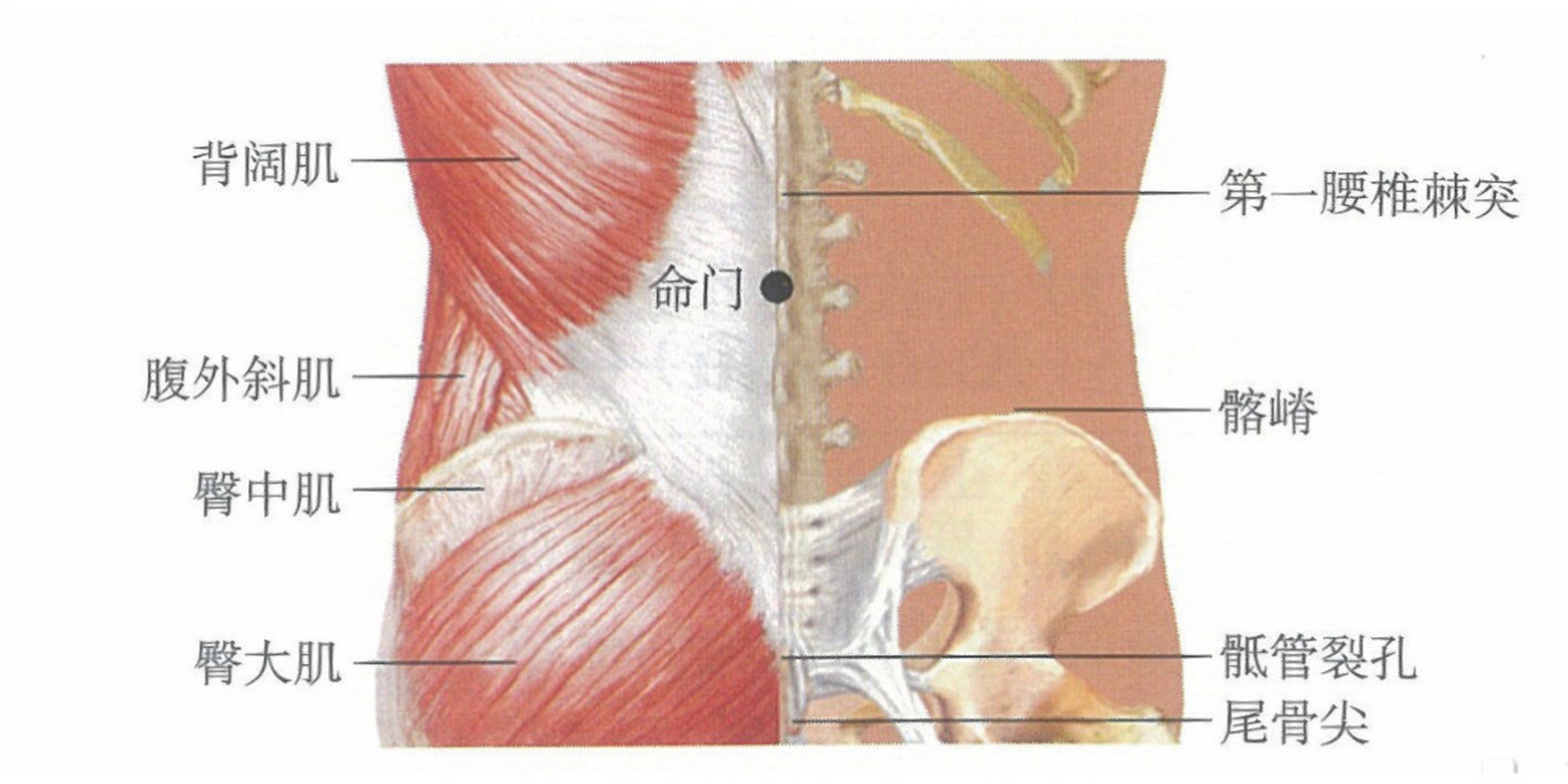 本穴居肾俞中间,尤如内景命门居于两肾脏之间也,故名. 	 直刺0.5-1寸.