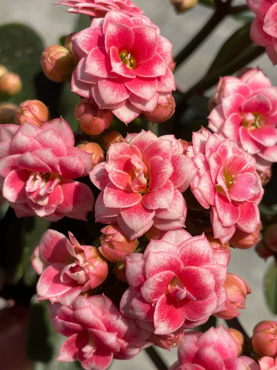 长寿花:鸳鸯锦.