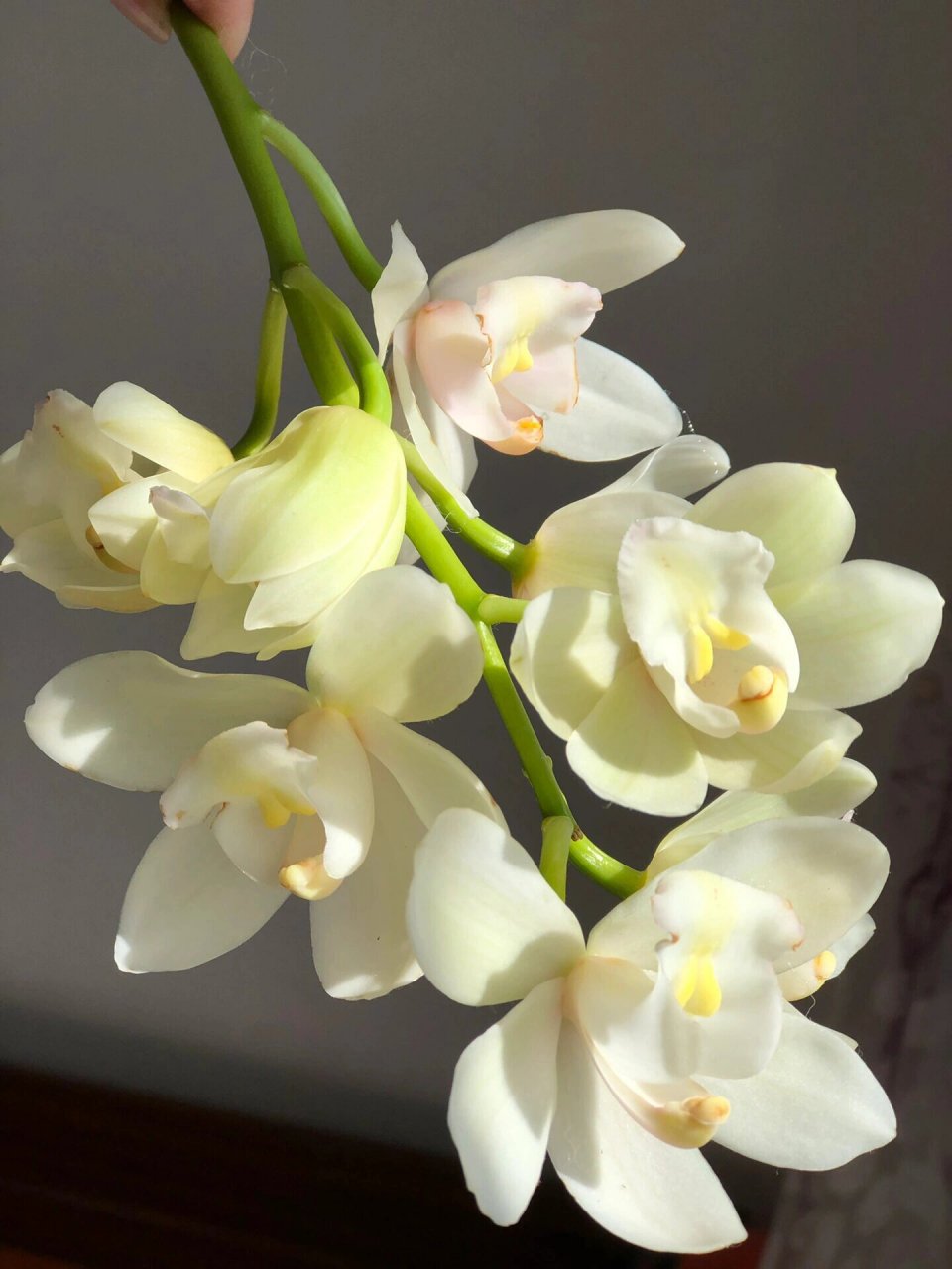 白玉香兰 	 兰花中的极品,婉约而高贵,自带清幽花香!