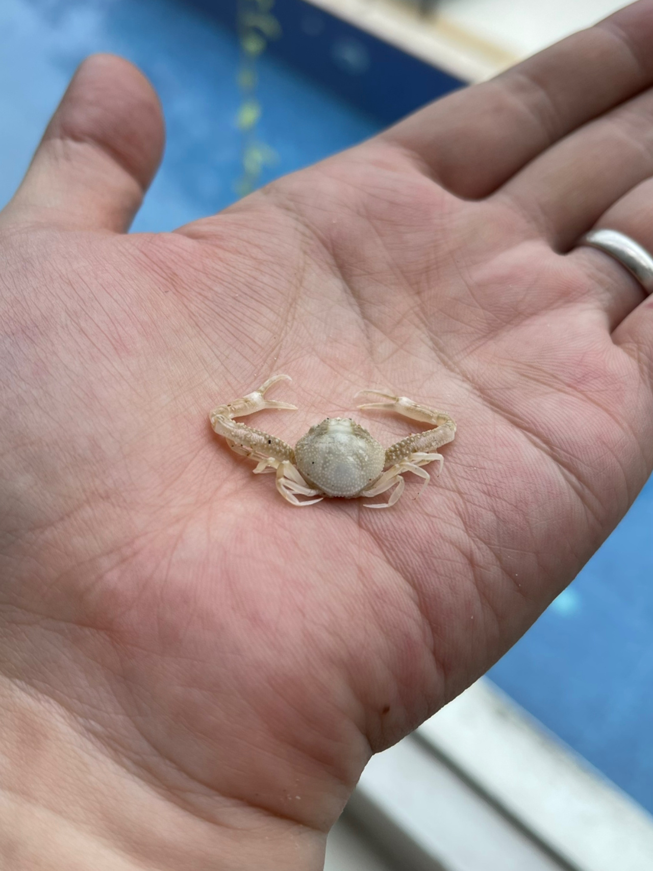 海边意外收获,看我抓到的小螃蟹