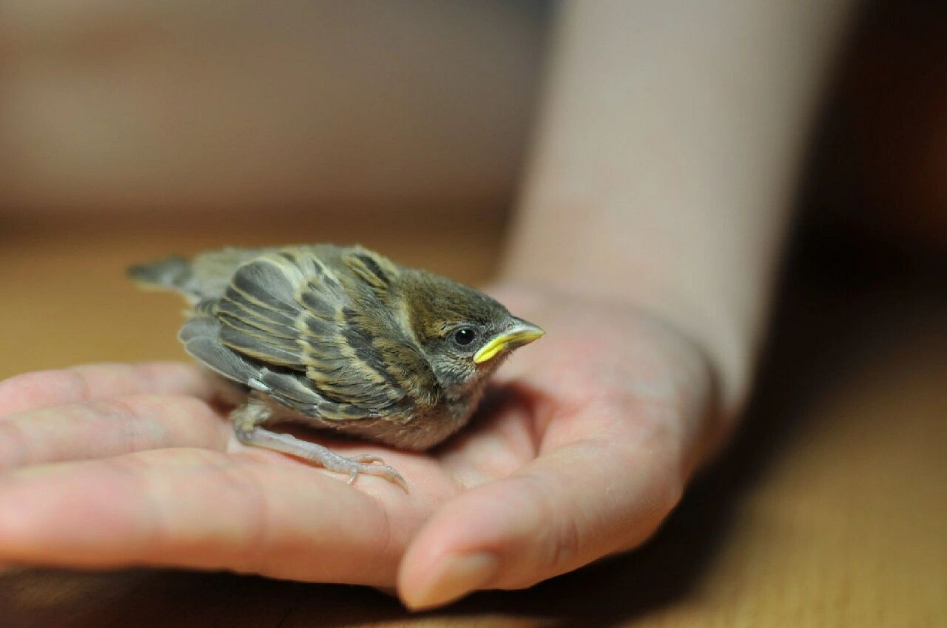 看到这样的学飞崽不要捡回家,鸟类出巢后不再