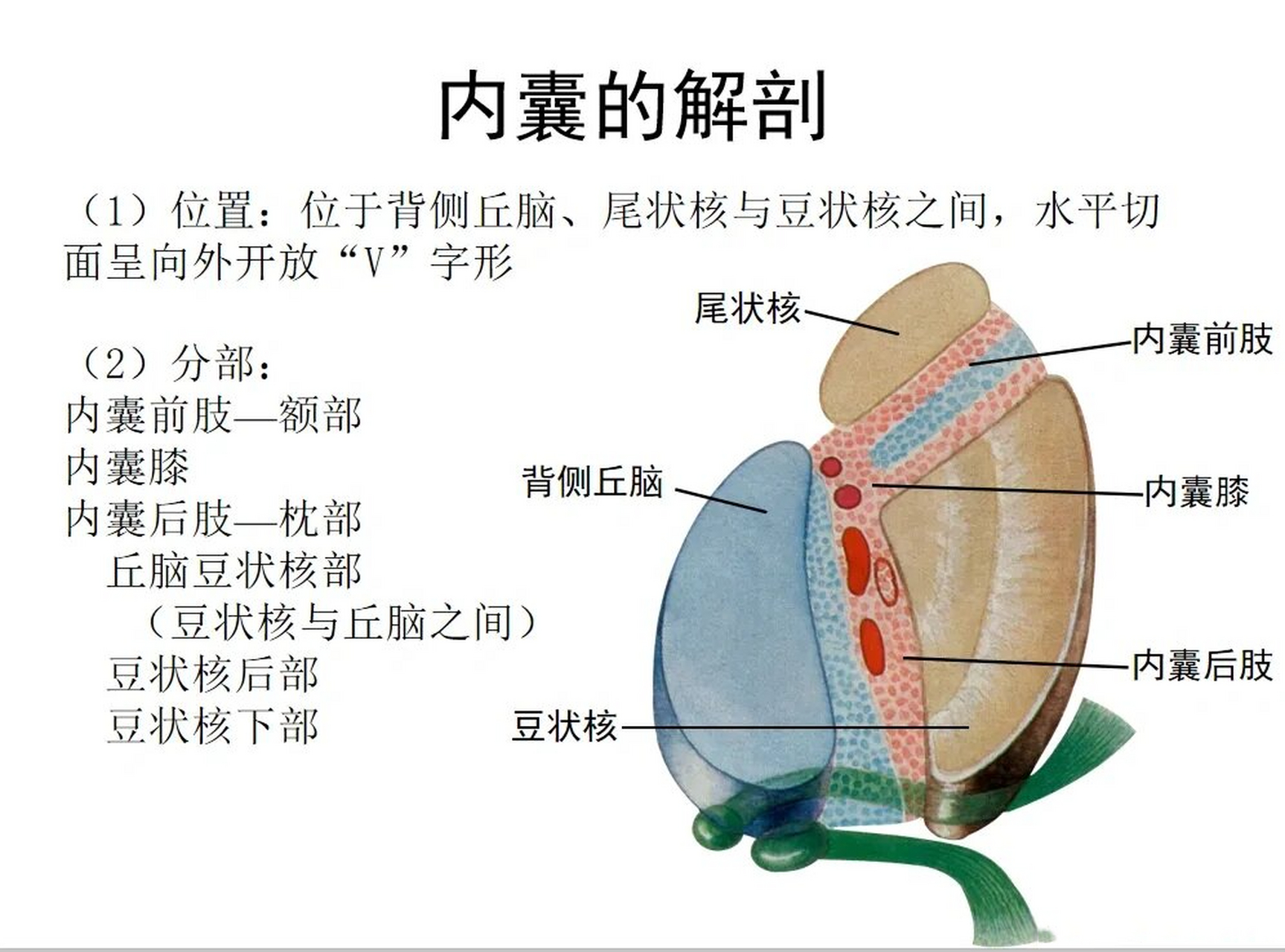 内囊构成图片