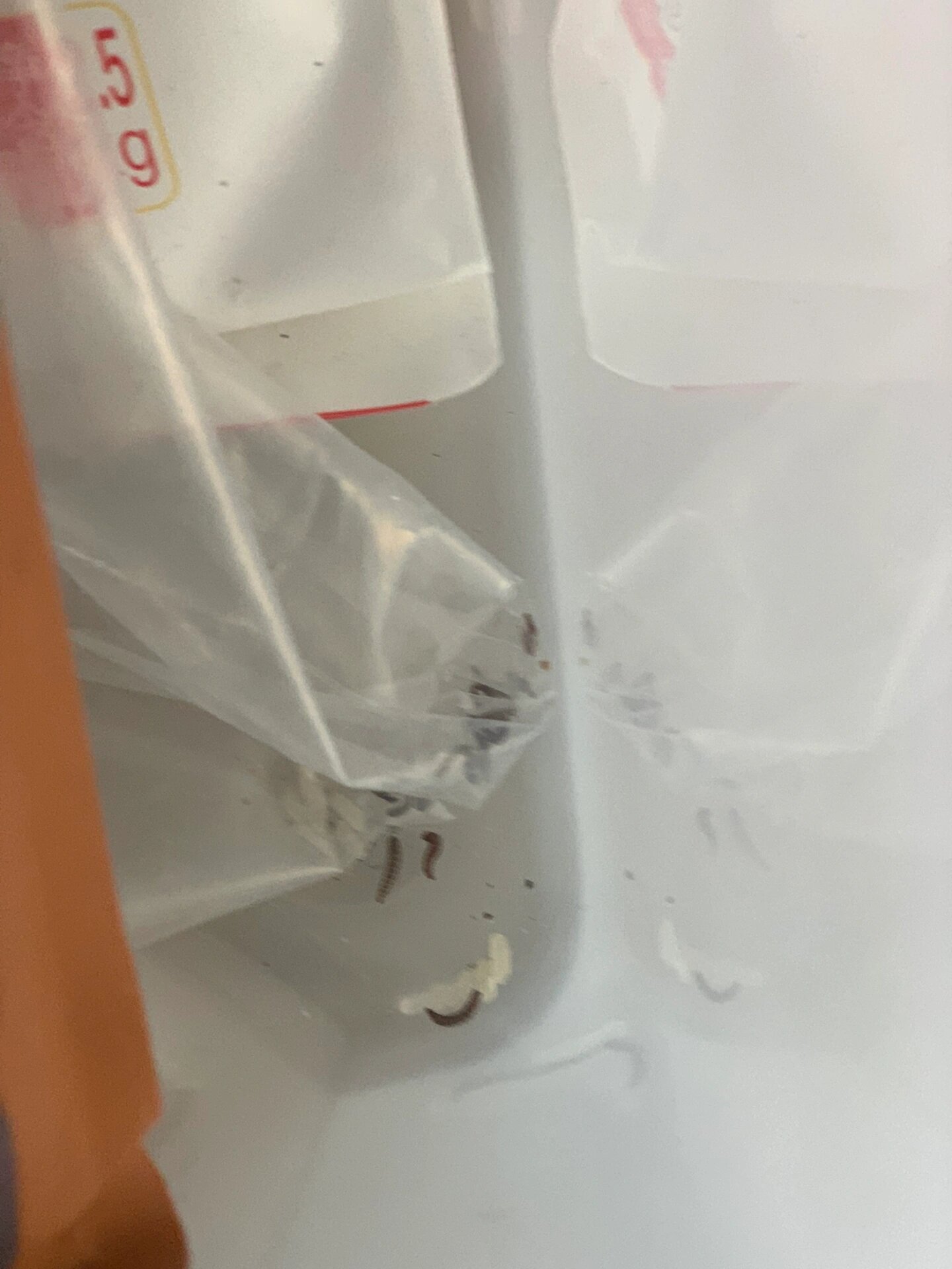 百利生鲜猫粮真的生虫!吓死爷了!