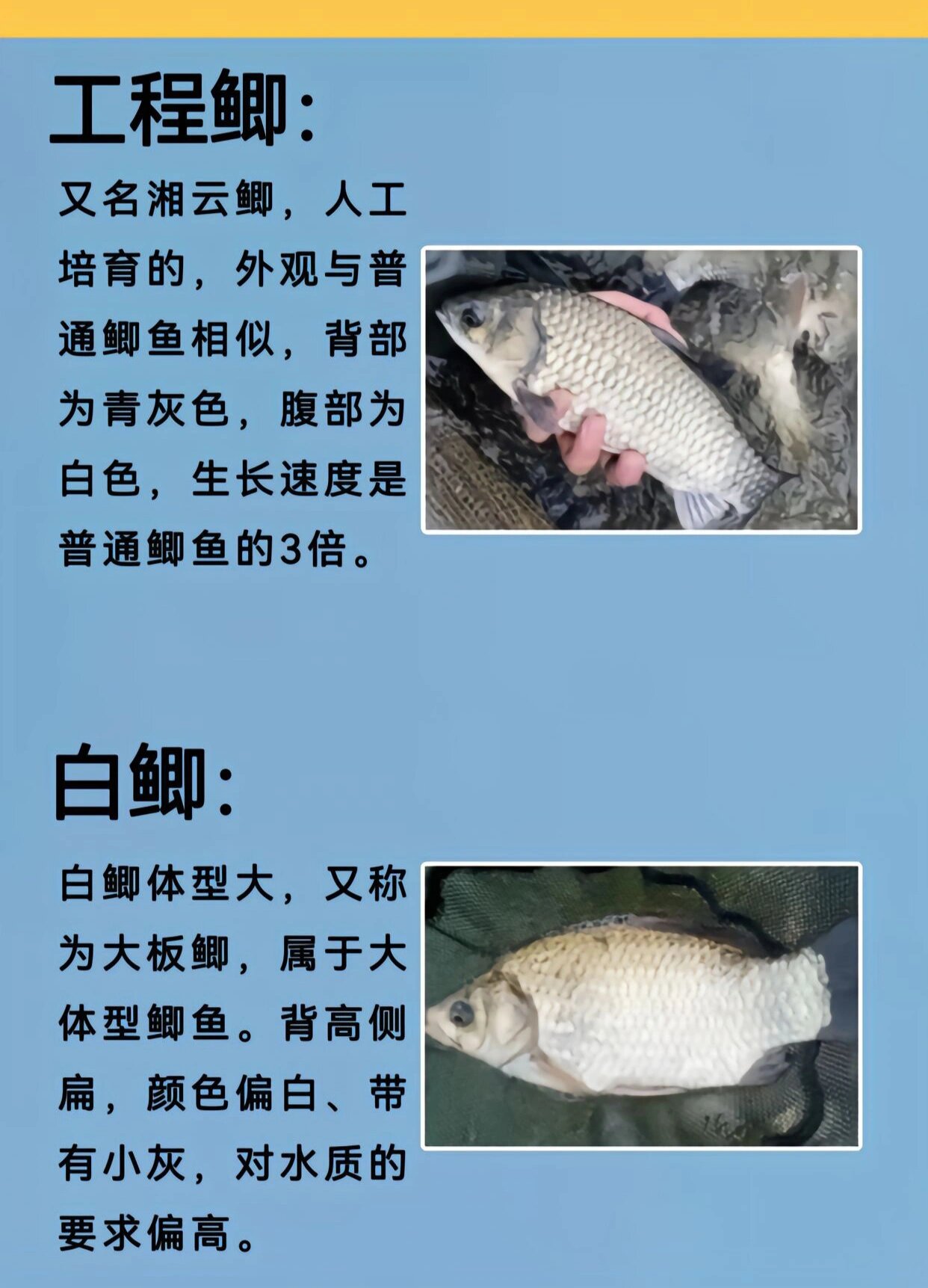 鲫鱼的种类,你钓到的哪个品种的鲫鱼