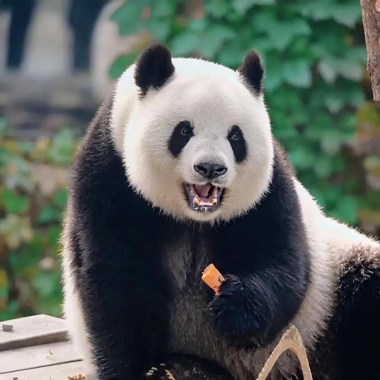 这天,黄连奶爸又让大熊猫萌萌不高兴了.