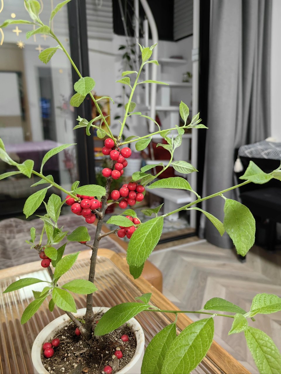 我的冬青发芽了!该怎么办?