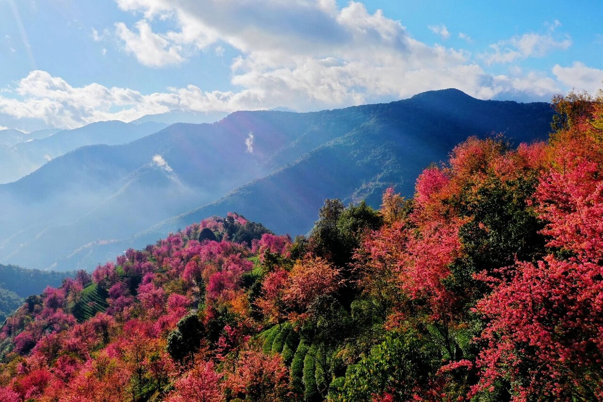 无量山樱花谷最好的住宿 目前无量山樱花谷景区里最好的住宿产品闻樱