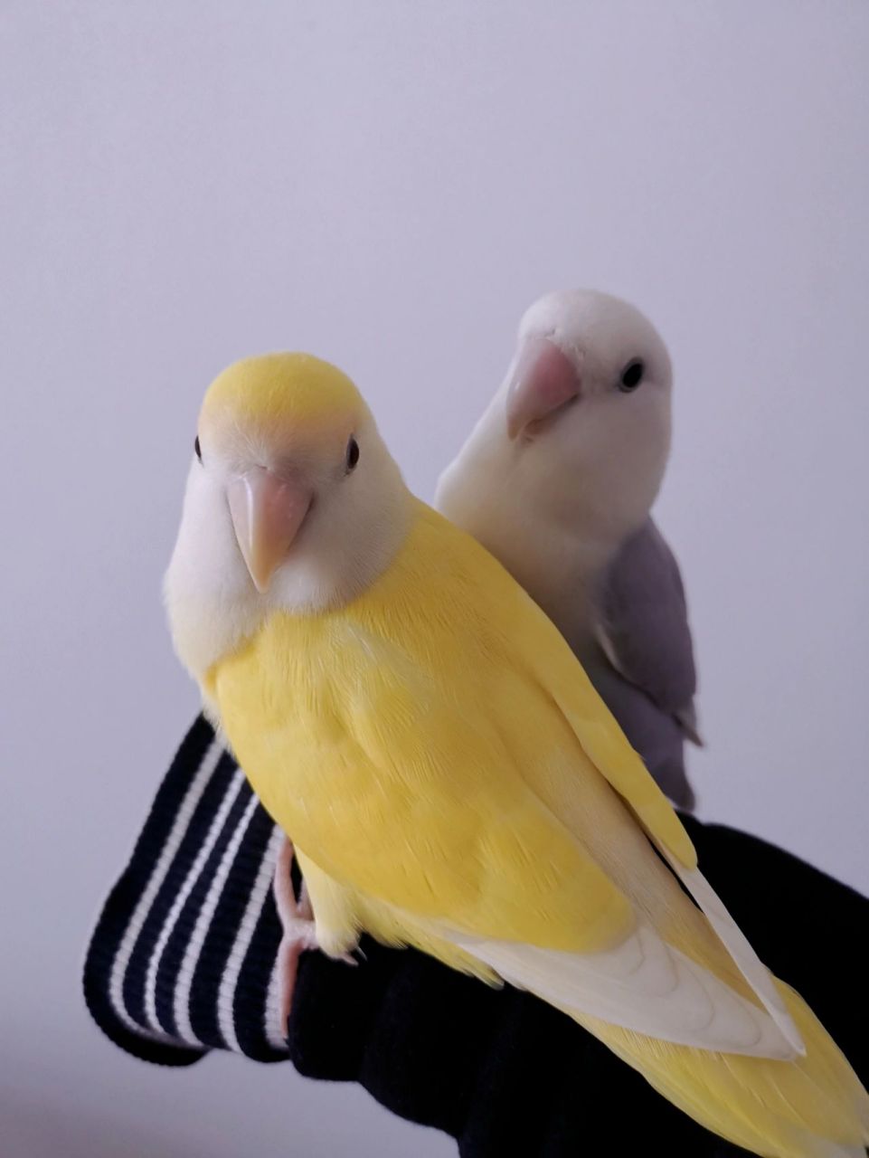 养的第一对牡丹鹦鹉,因为没有经验,日本桃公配了紫薰母觉得颜色好看!