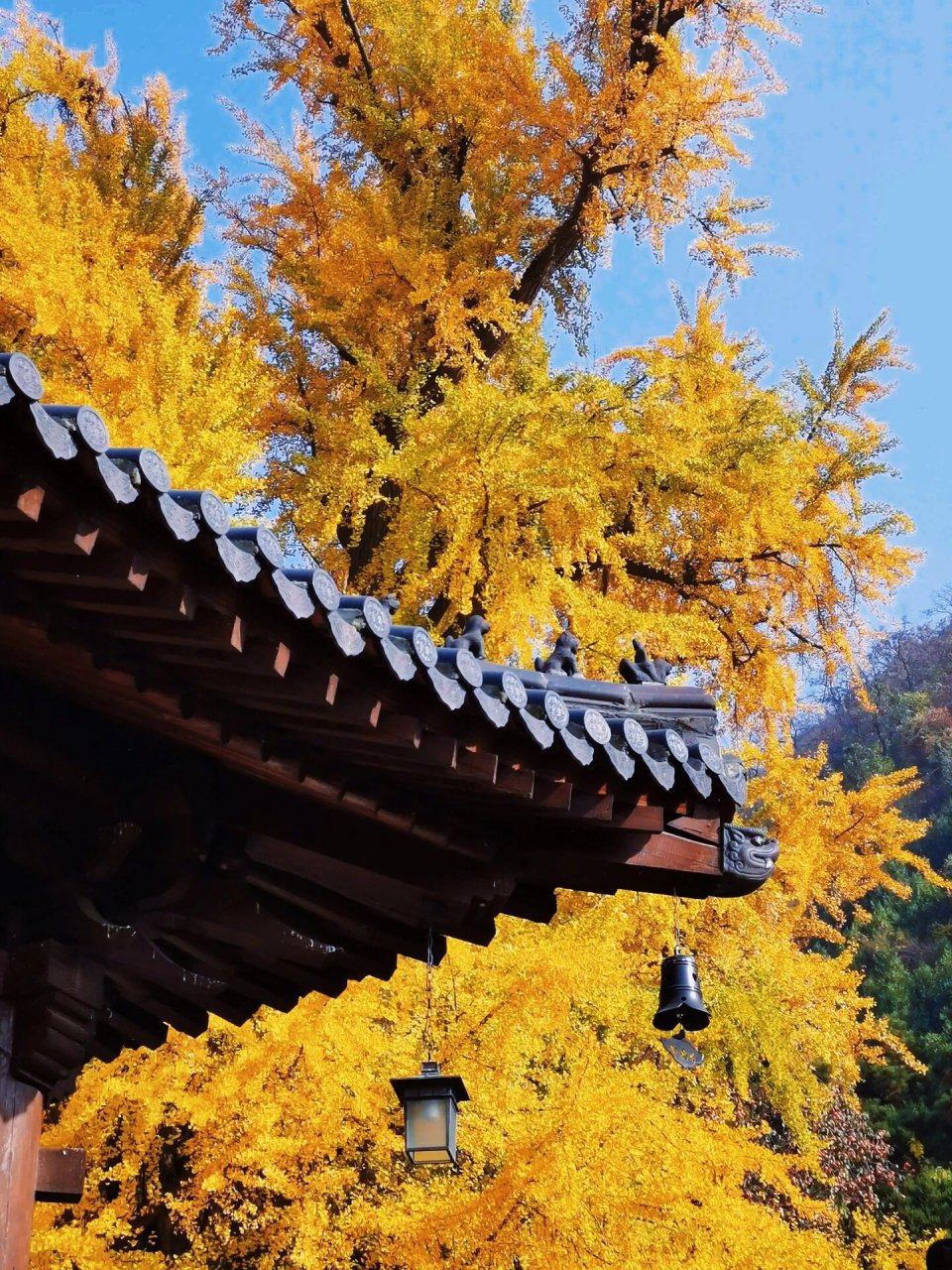 西安·古观音禅寺|1400岁的银杏树 西安市区周边有一座千年古寺,据传