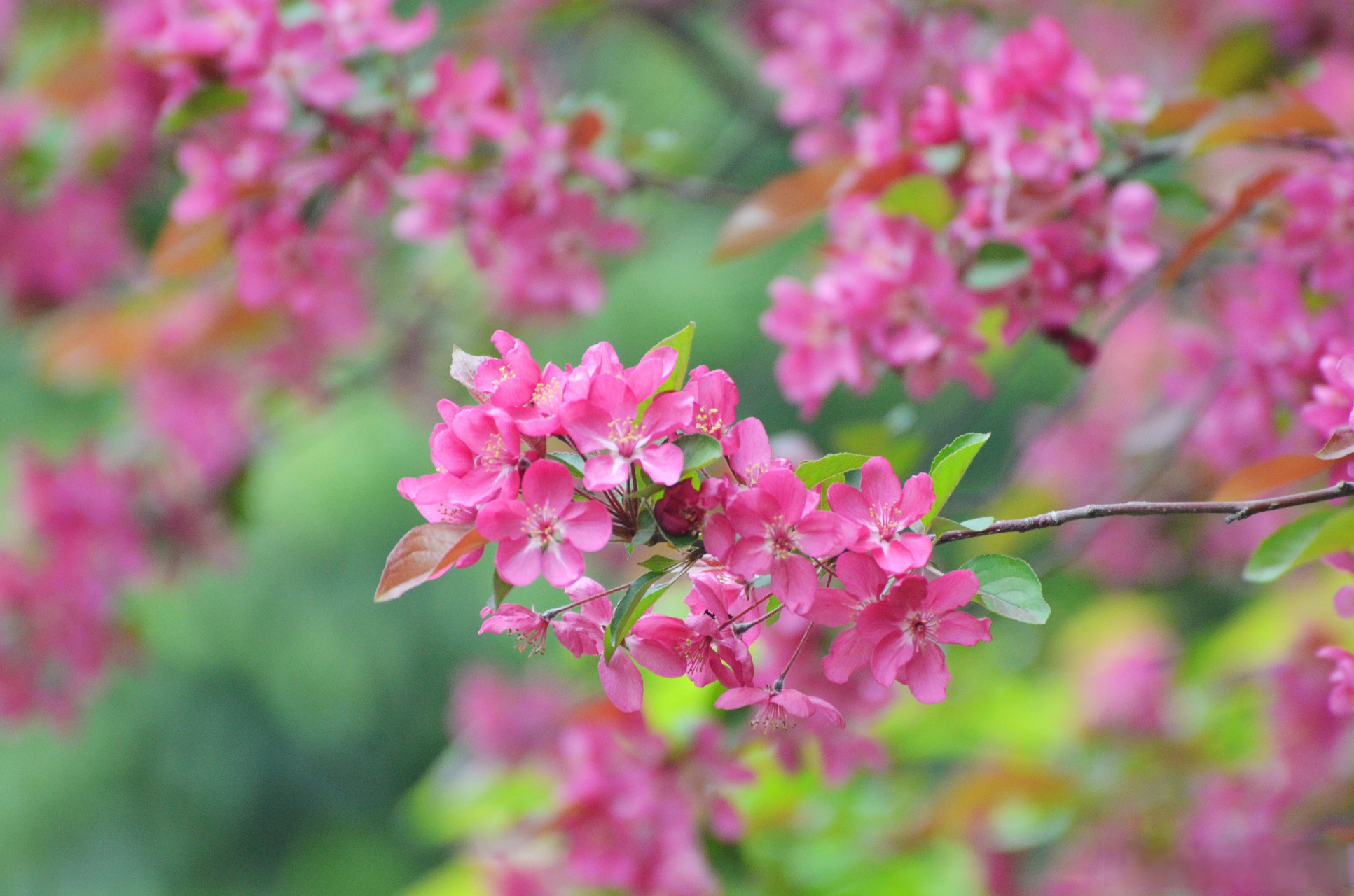 武汉文旅资讯# 赏过了粉俏娇丽的垂丝海棠,来看看鲜艳华丽北美海棠吧