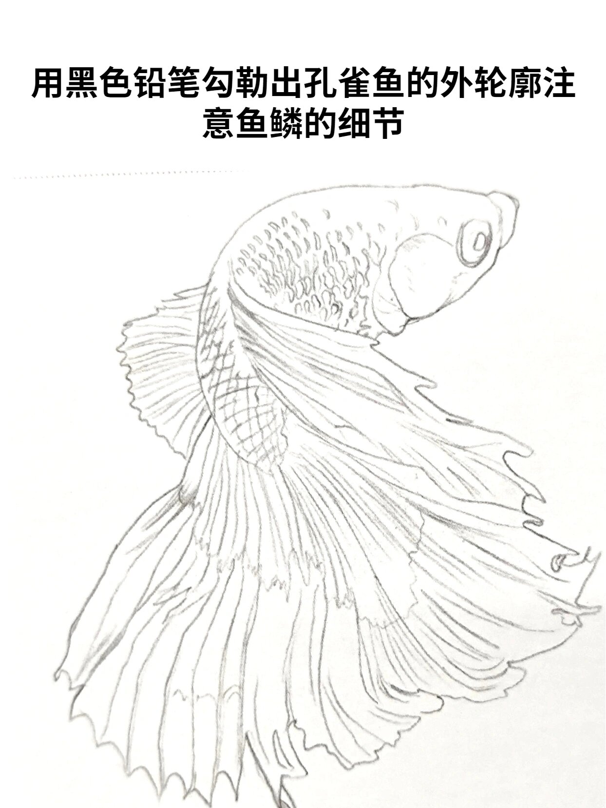 彩铅动物—孔雀鱼【内附详细图文解析