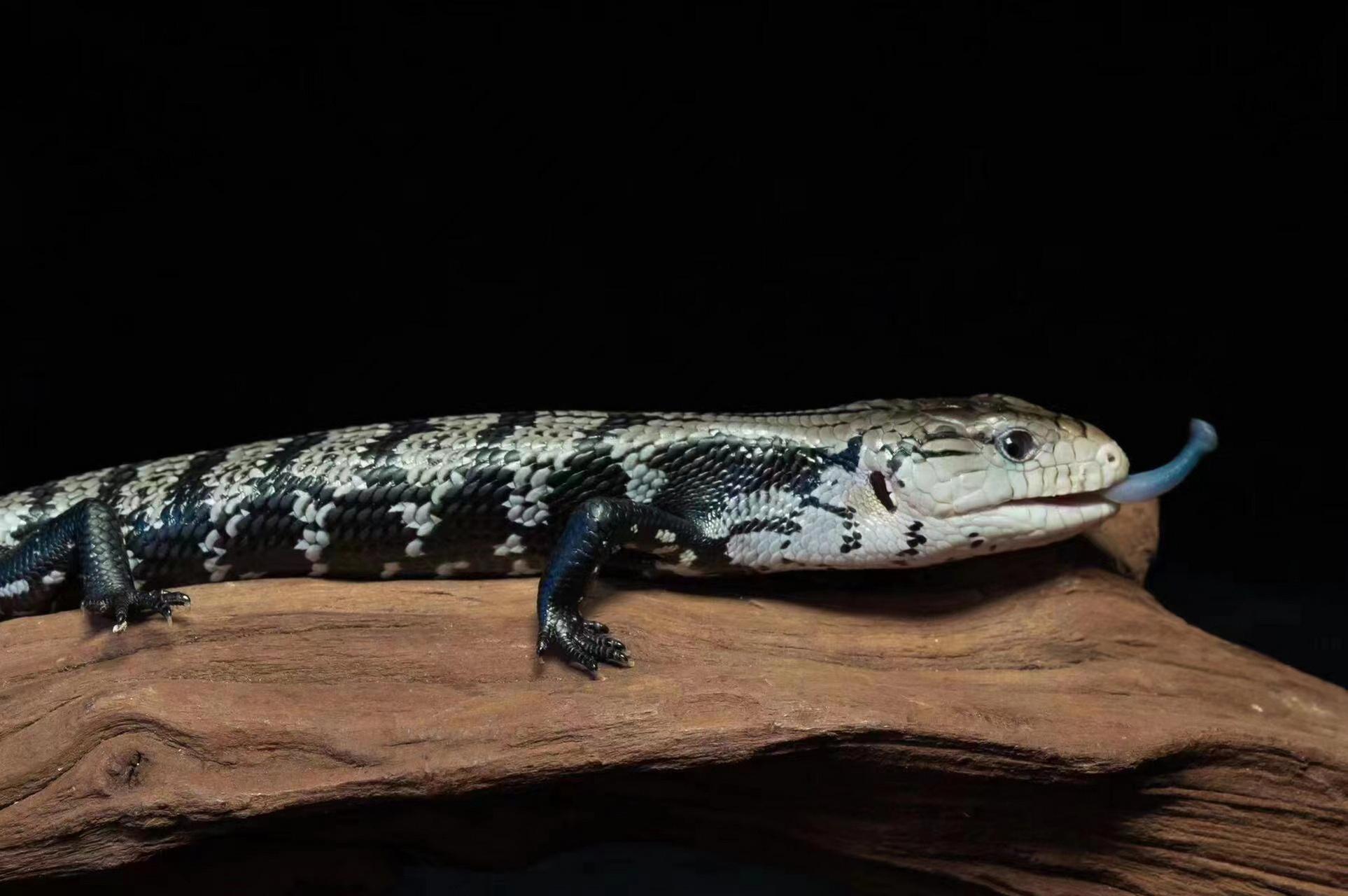 熊猫蓝舌石龙子 熊猫蓝舌的颜值!