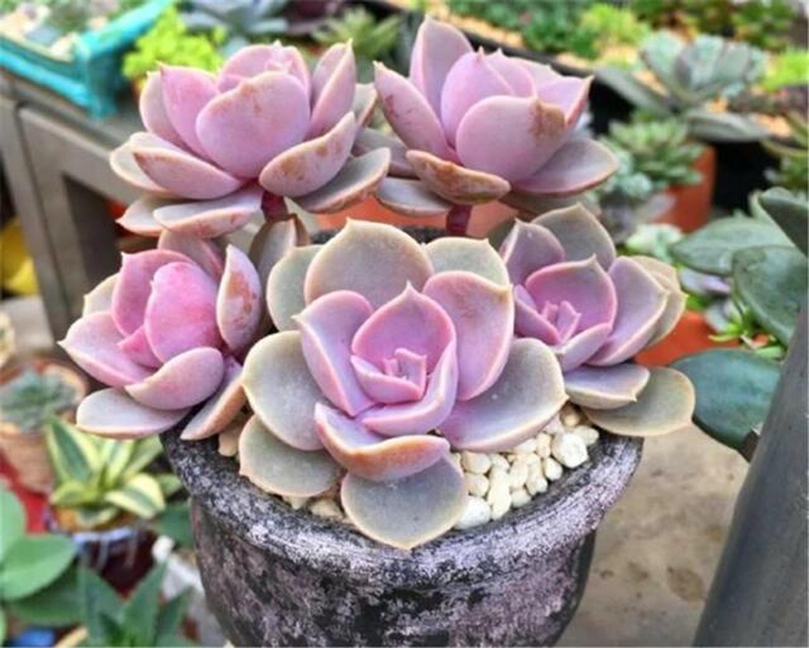 每天认识一种多肉 紫珍珠 每天认识一种多肉 紫珍珠 	 紫珍珠是景天科