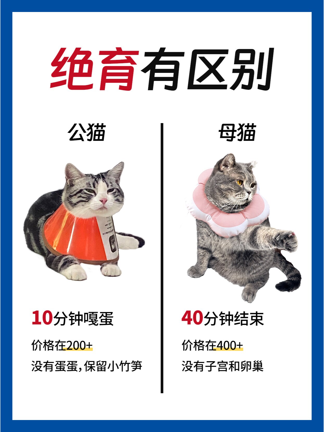 没有蛋蛋,保留小竹笋 	 母猫 40分钟结束 价格在400  没有子宫和卵巢