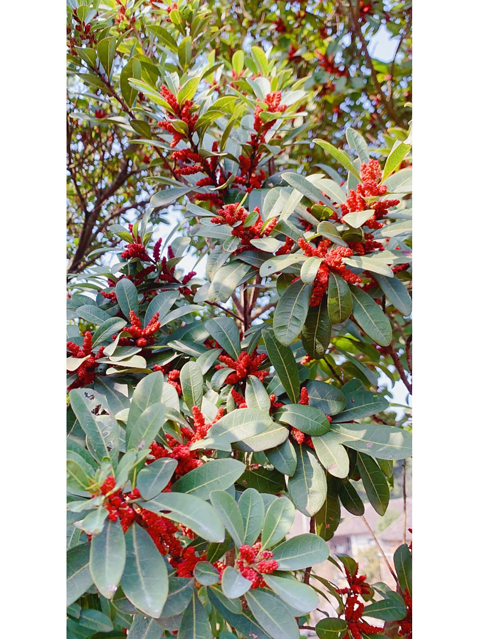 杨梅开花啦  杨梅开花啦 作为北方人头一次看见杨梅树 原来杨梅最初是