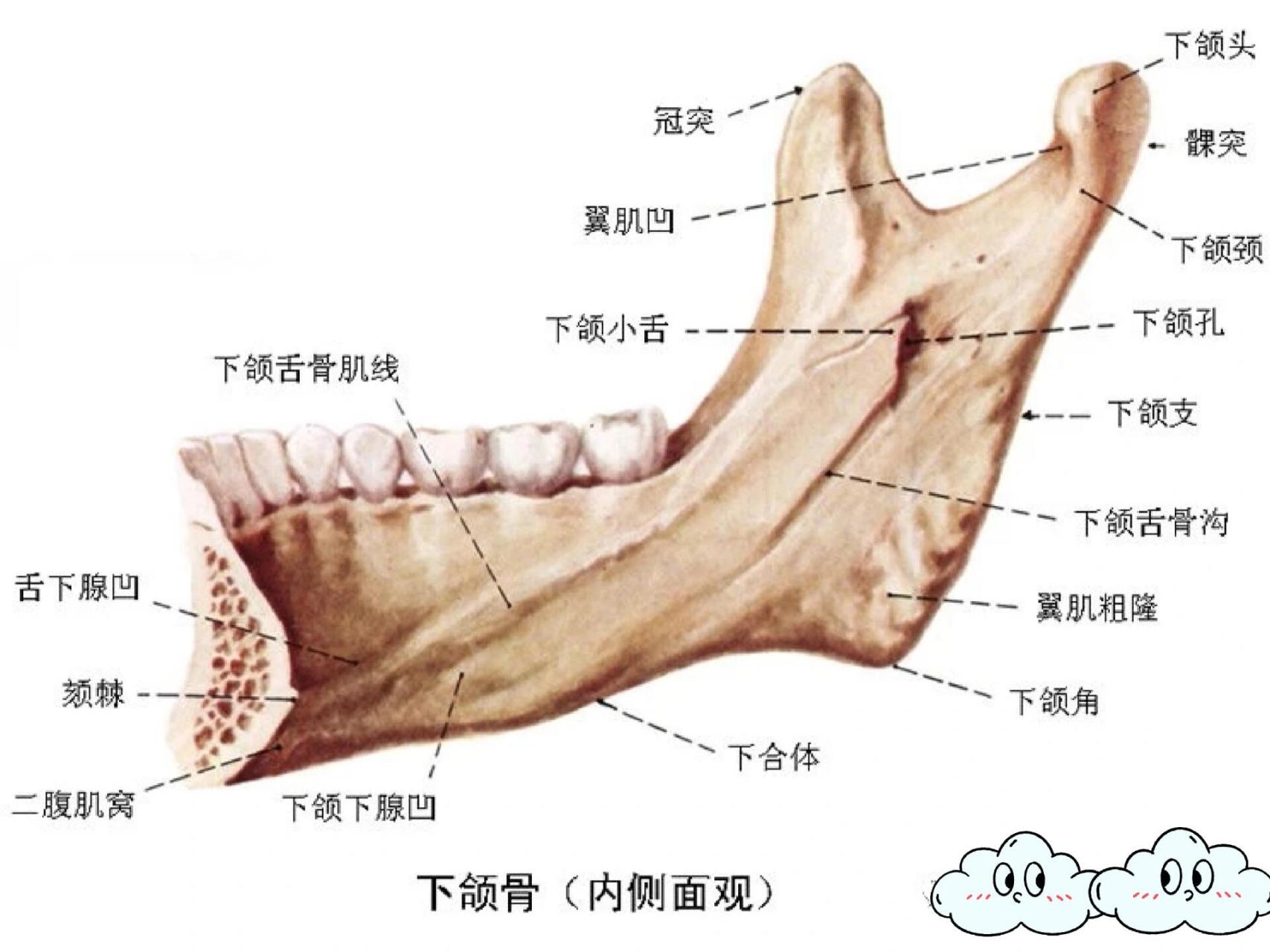 下颌骨解剖图片