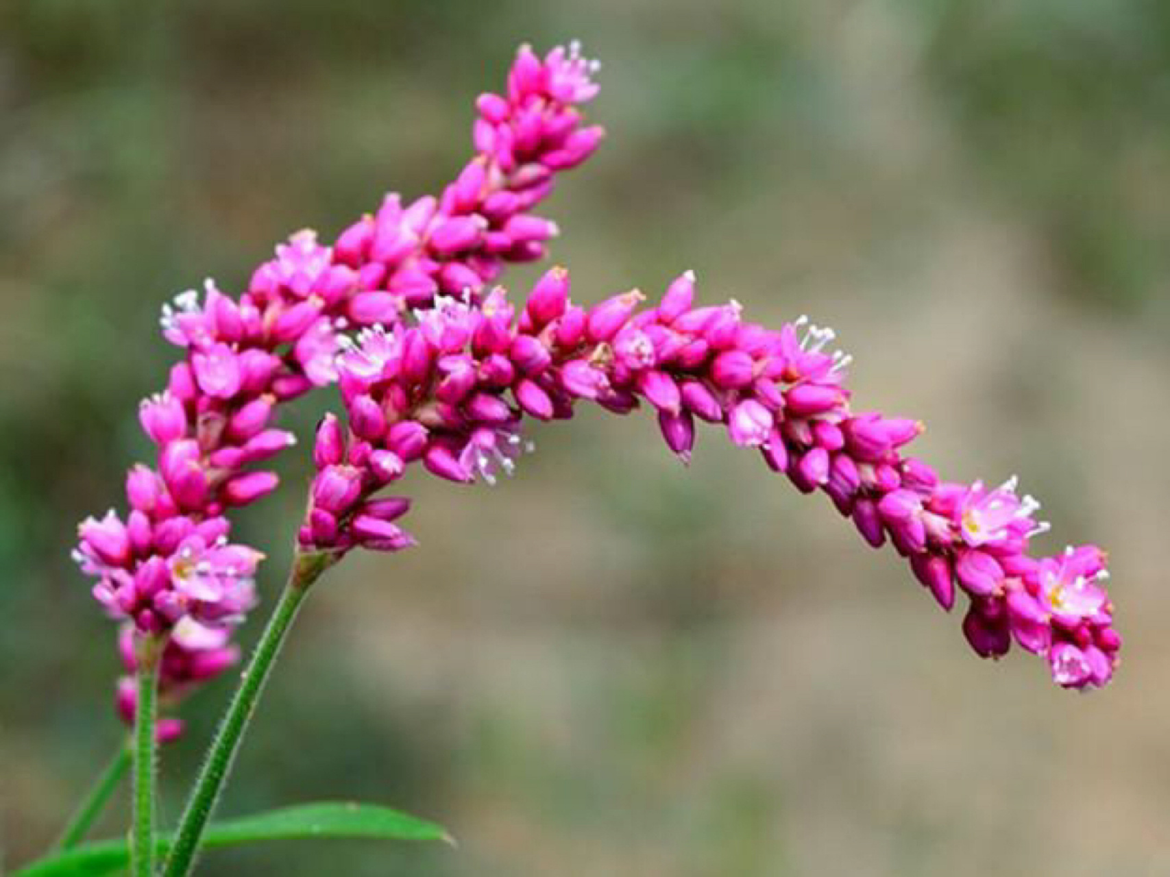 每日一花|红蓼花 红蓼花:别名水红花,狗尾巴花等,蓼科,蓼属一年生草本