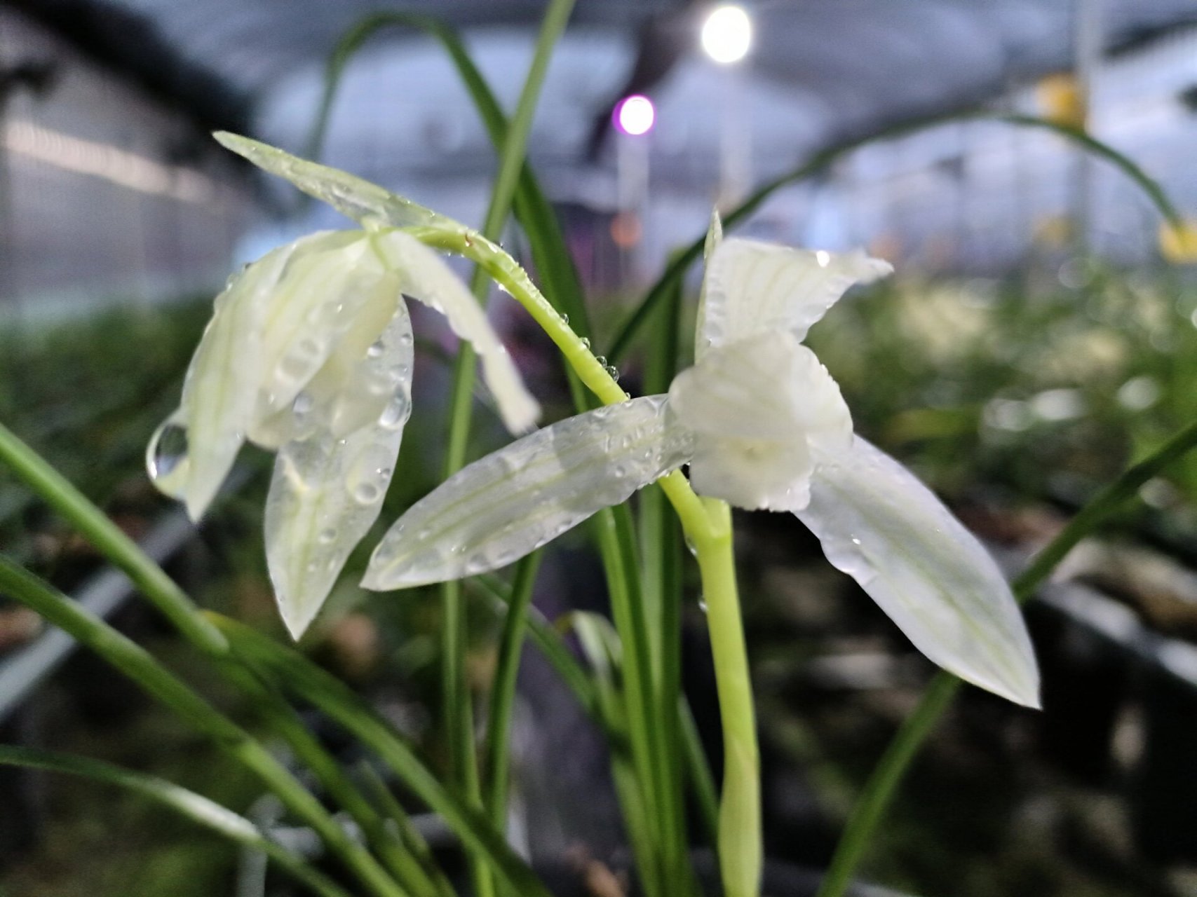 冰雪兰花图片