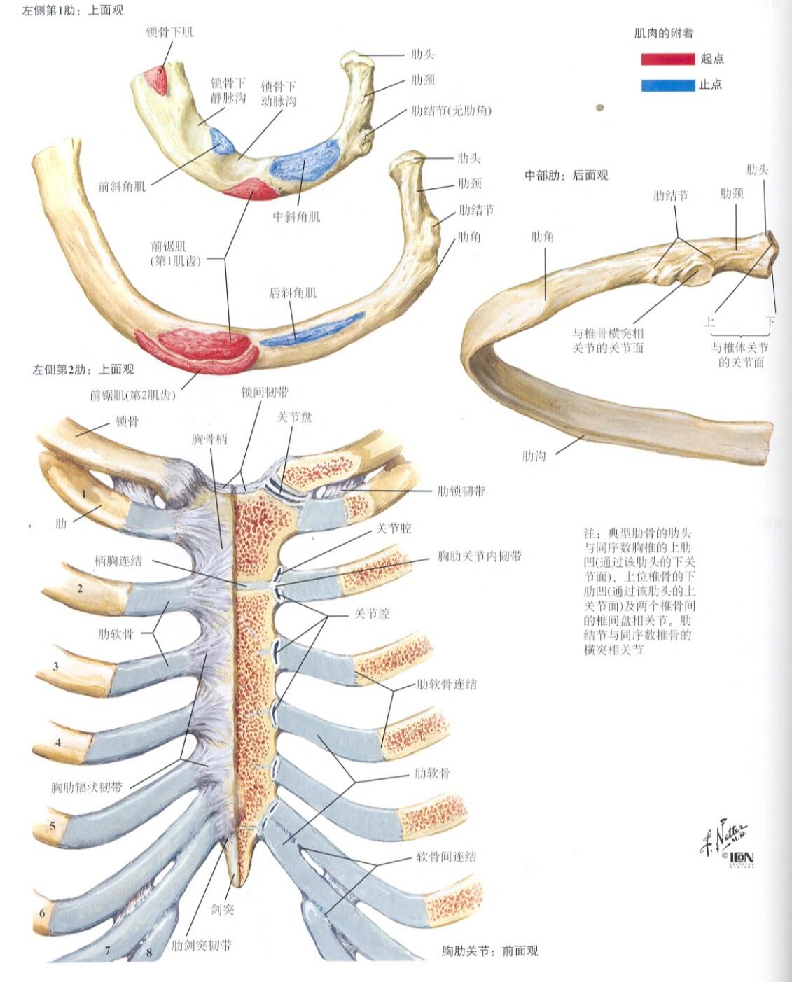 肋骨的形态结构 人体有12对肋