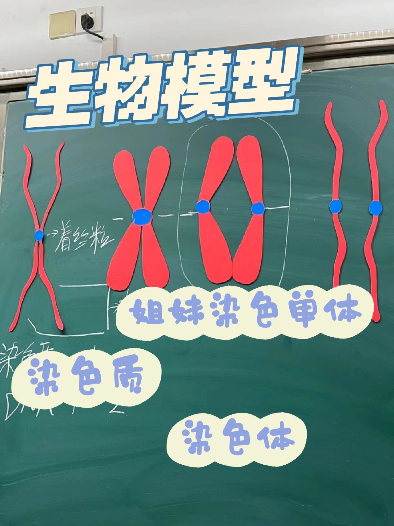 高中生物|染色质 染色体 姐妹染色单体
