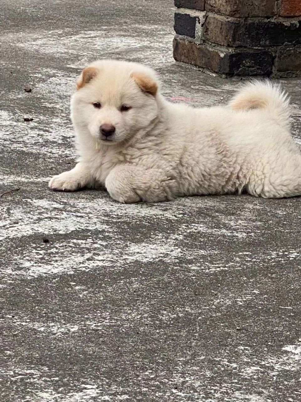 广西土猎白色图片