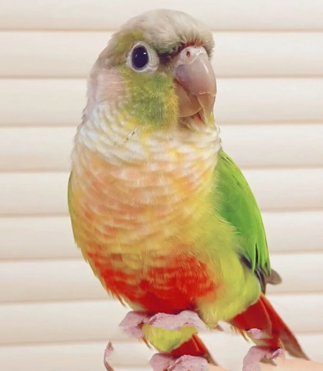 小太阳鹦鹉00 小太阳鹦鹉的一些小知识学名绿颊锥尾鹦鹉.