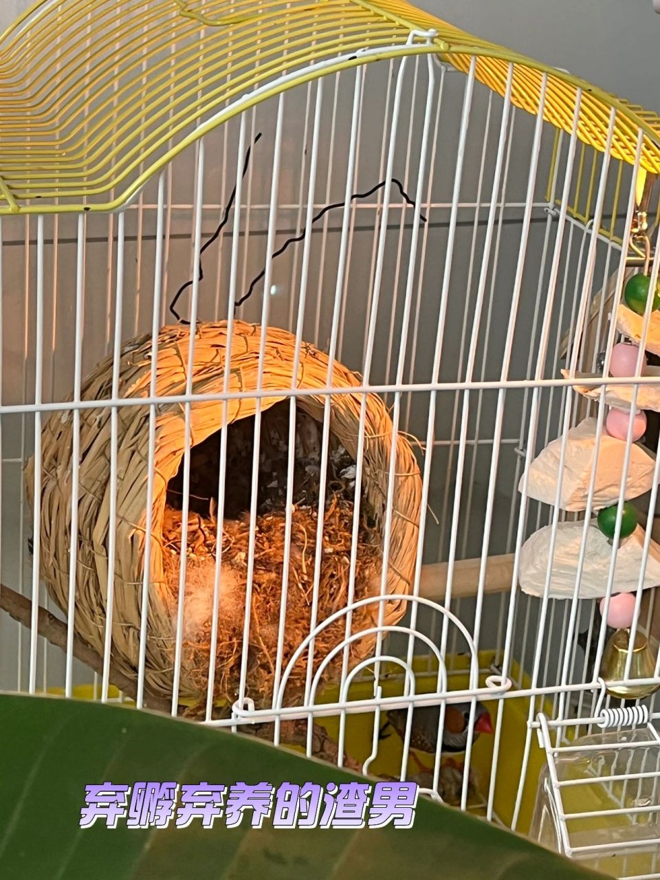 怎么奶刚孵出的珍珠鸟?