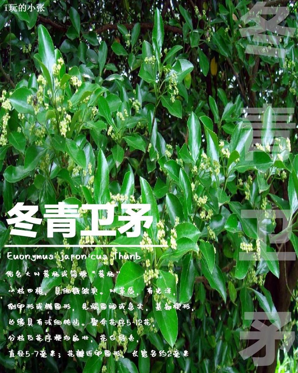 绿化苗木 地被篇#3冬青卫矛(大叶黄杨) 冬青卫矛(学名:euonymus