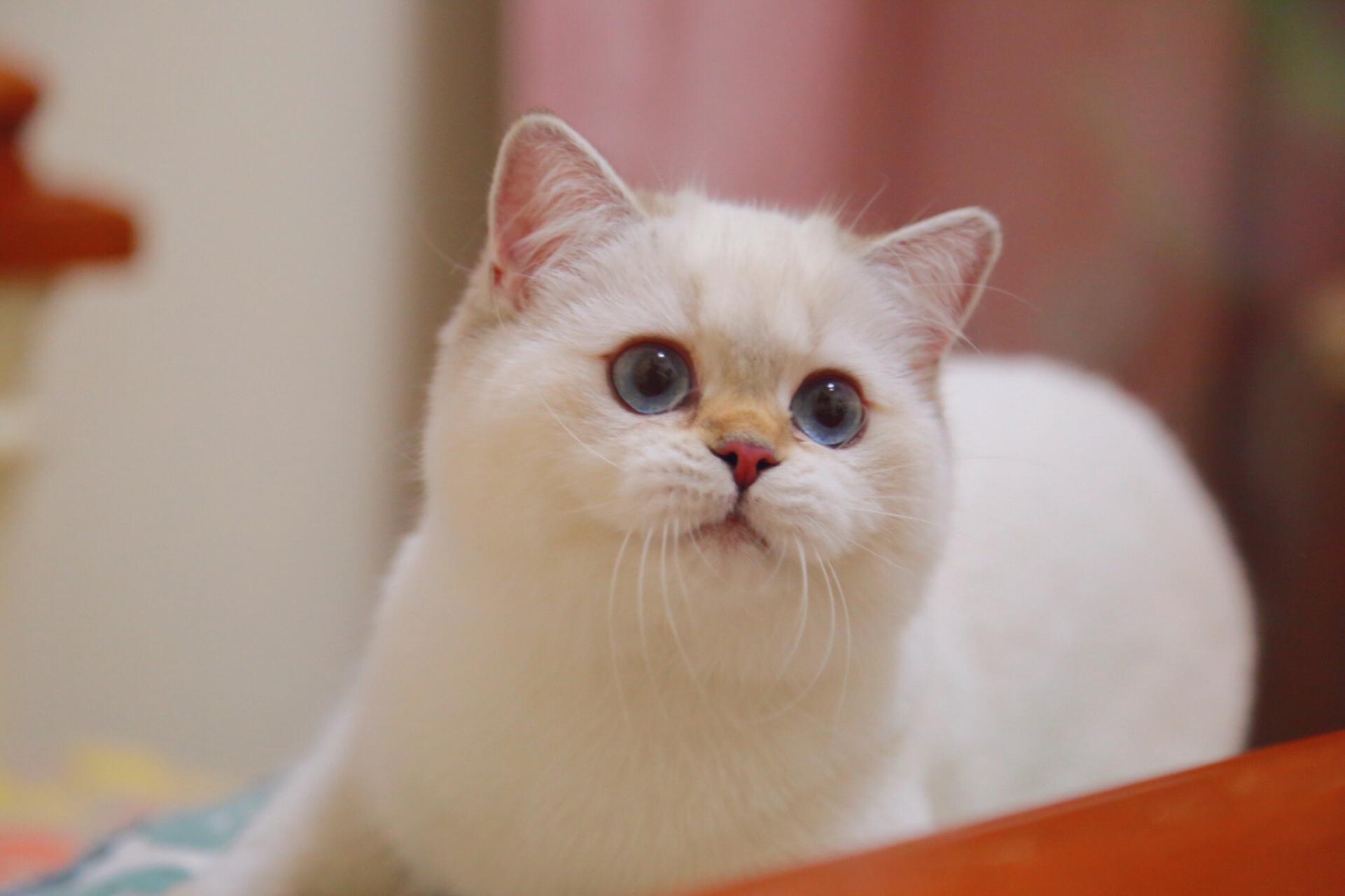 经验贴|如何挑选蓝金渐层(一) 开始决定养猫完全是机缘巧合,对于要养