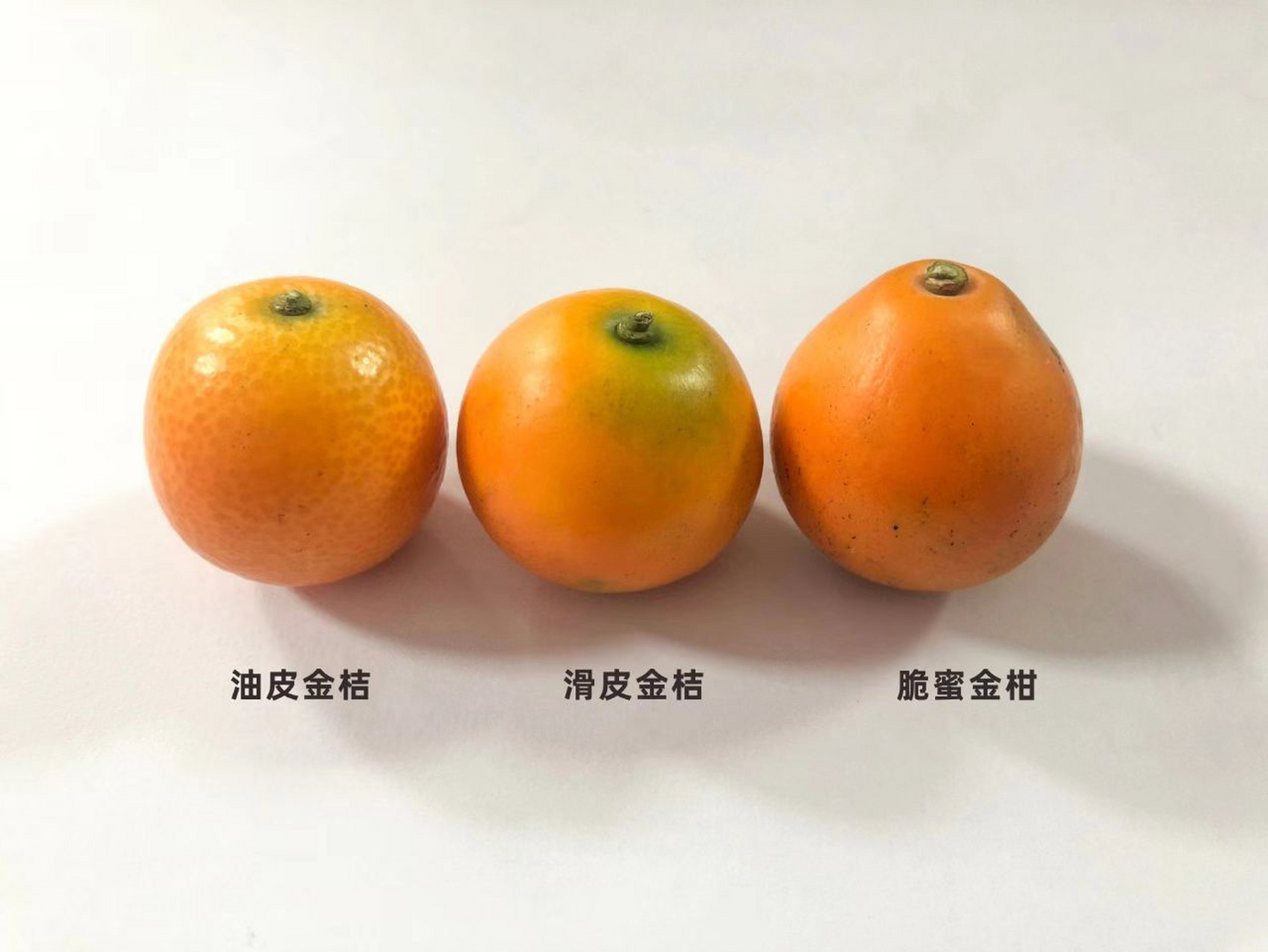 油皮金桔,脆皮金桔,脆蜜金柑 你们分得清 油皮金桔,脆皮金桔,脆蜜金柑