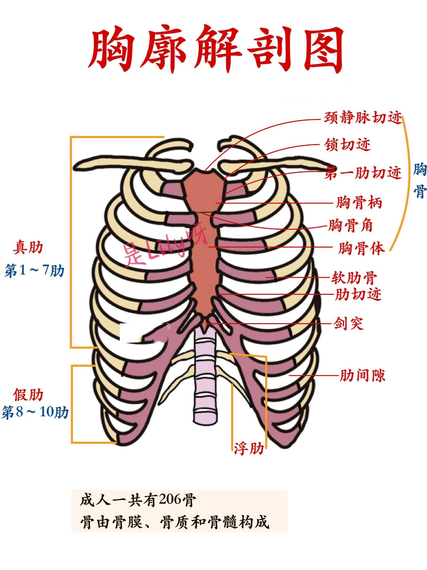 胸廓1图片