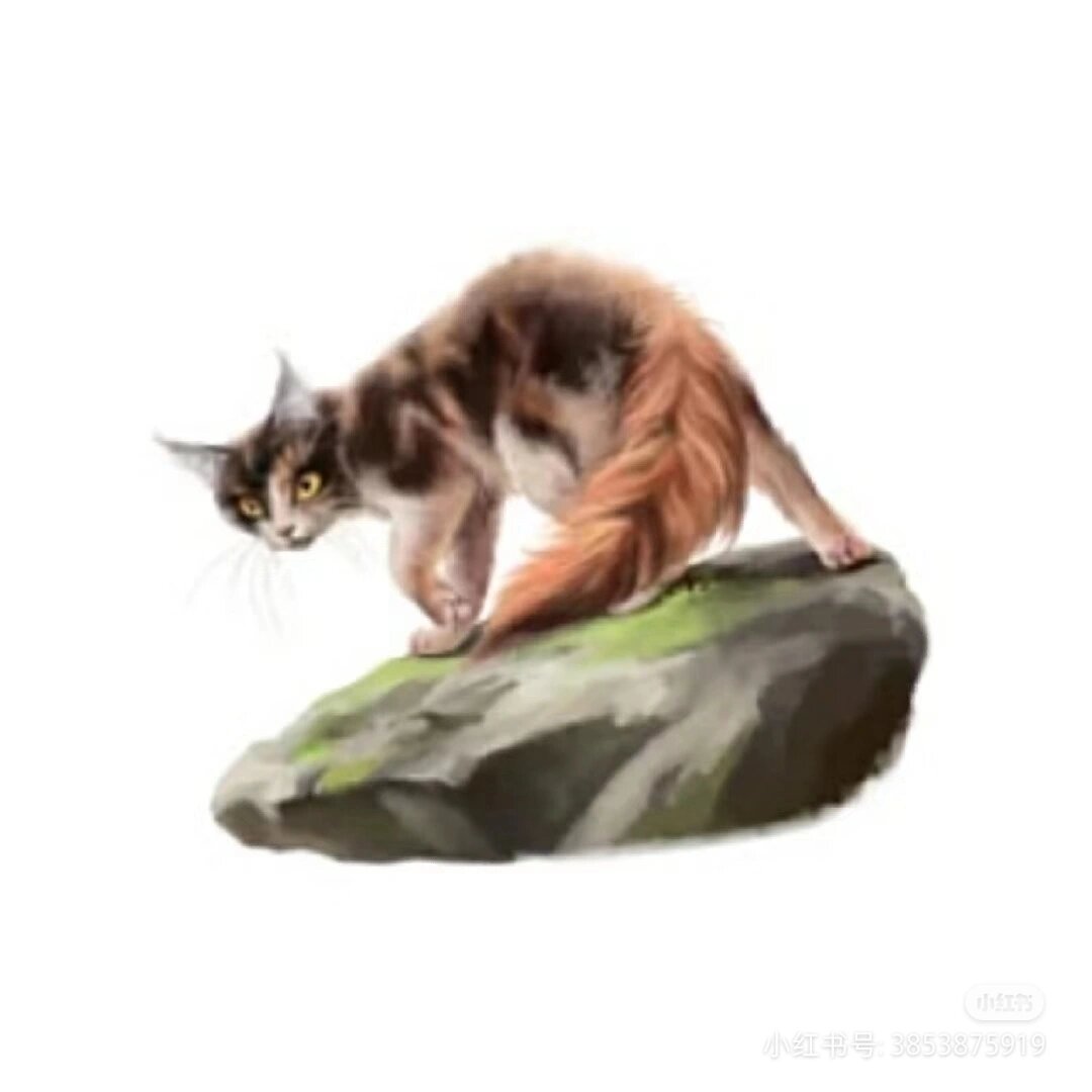 猫武士红尾图片