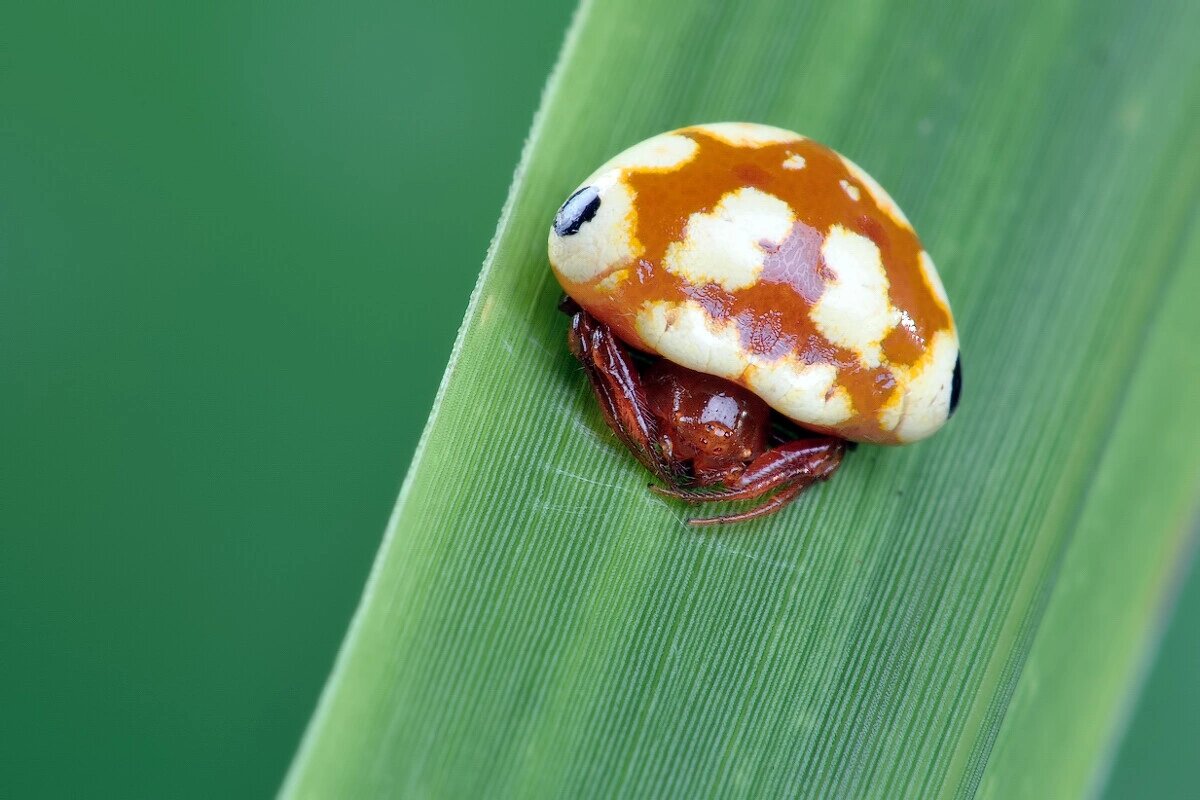 汤原曲腹蛛又叫红鸟粪蛛 9915photo credit:心禅(图虫) 90汤原
