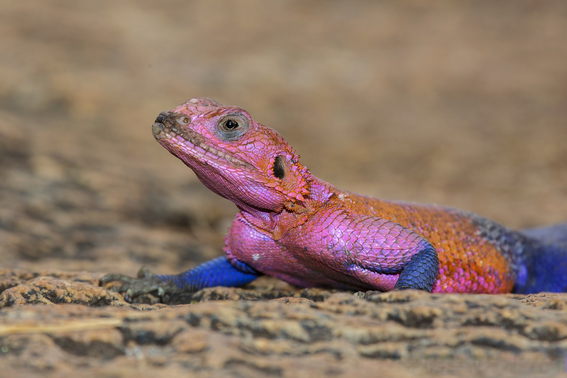 姆万扎平头岩蜥,也被称为蜘蛛侠蜥蜴