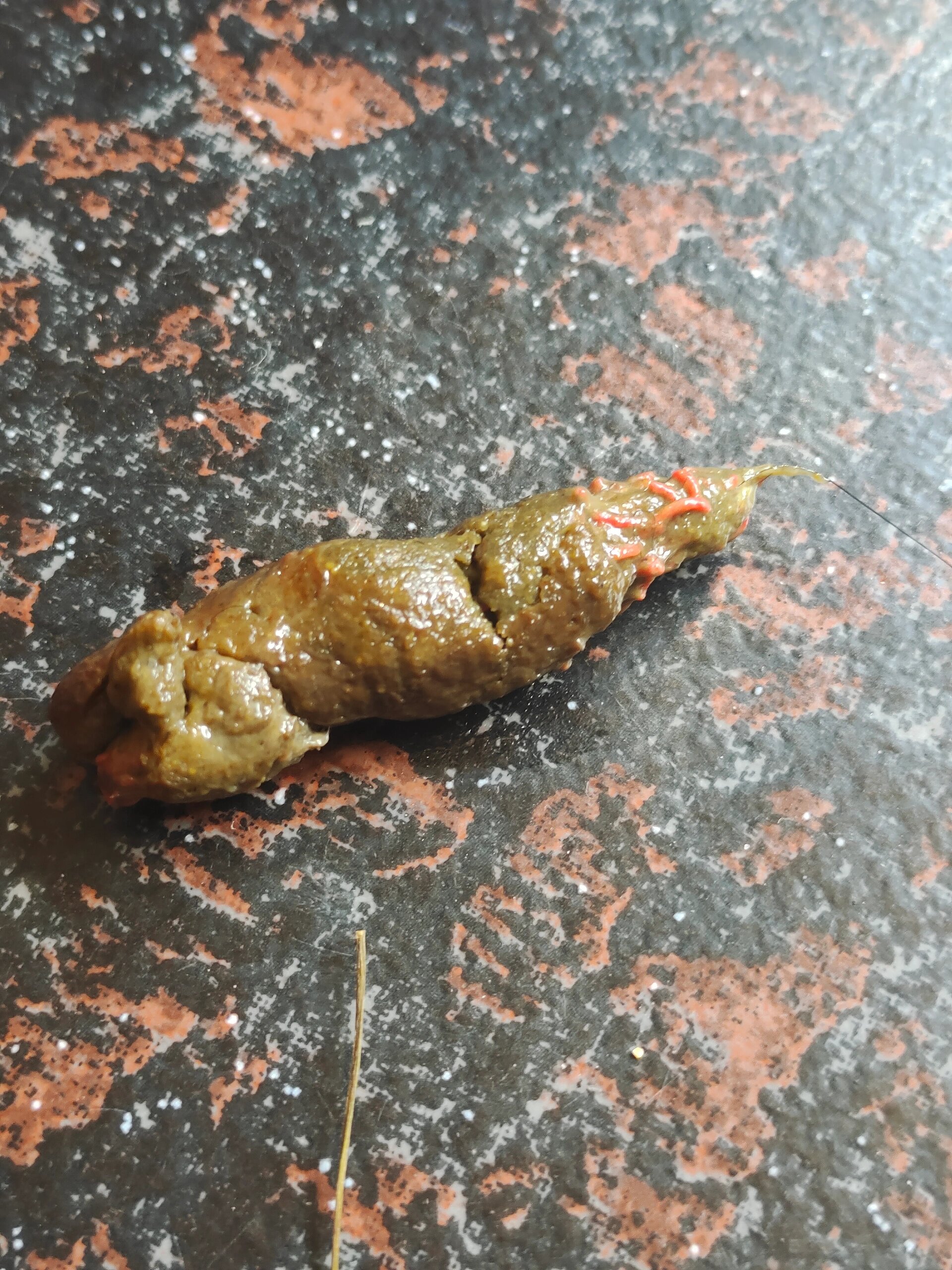 幼犬拉虫?红色条状物是什么虫?