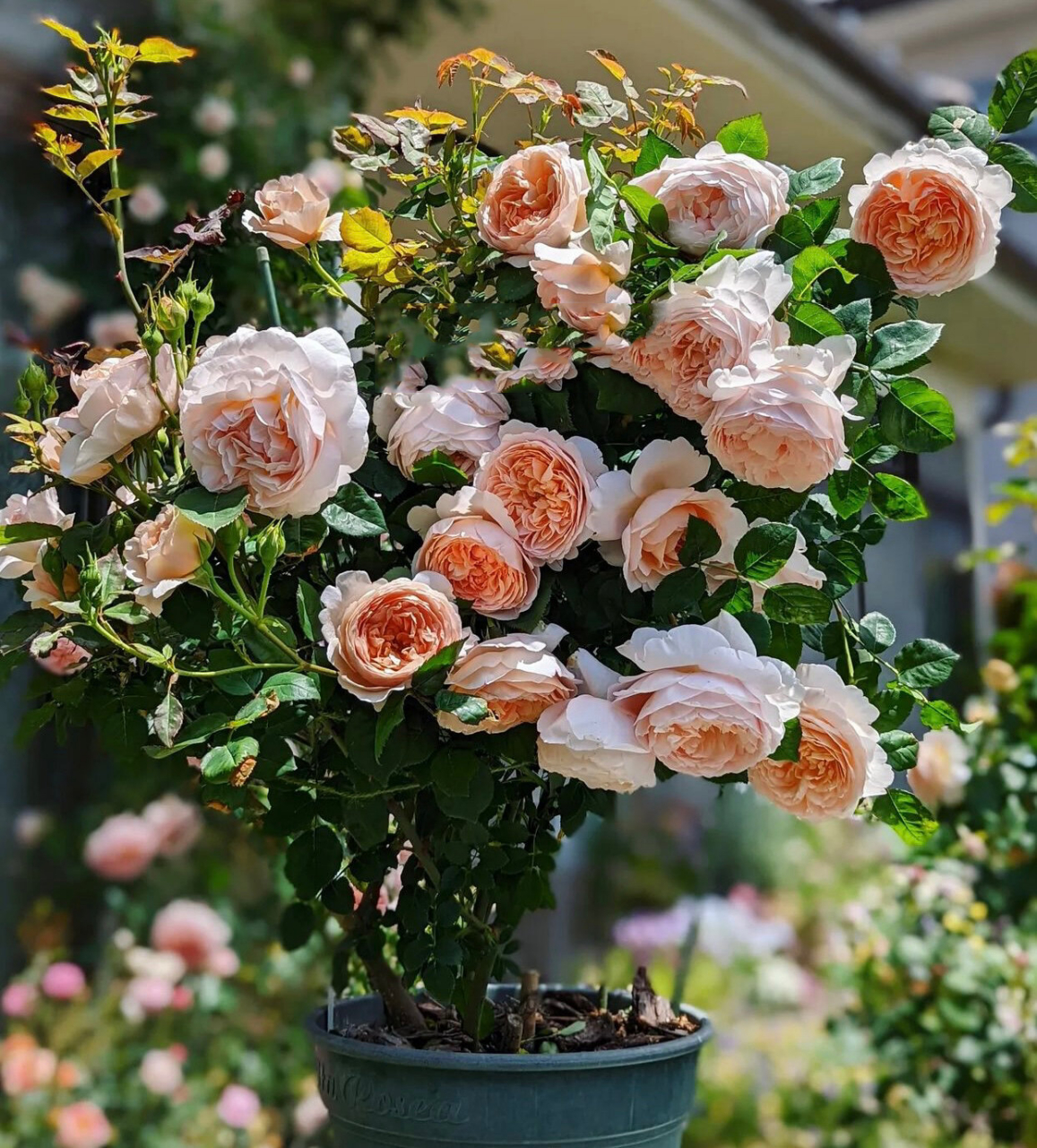 奥斯汀安布里奇月季优缺点分析欢迎补充9399 安布里奇ambridge