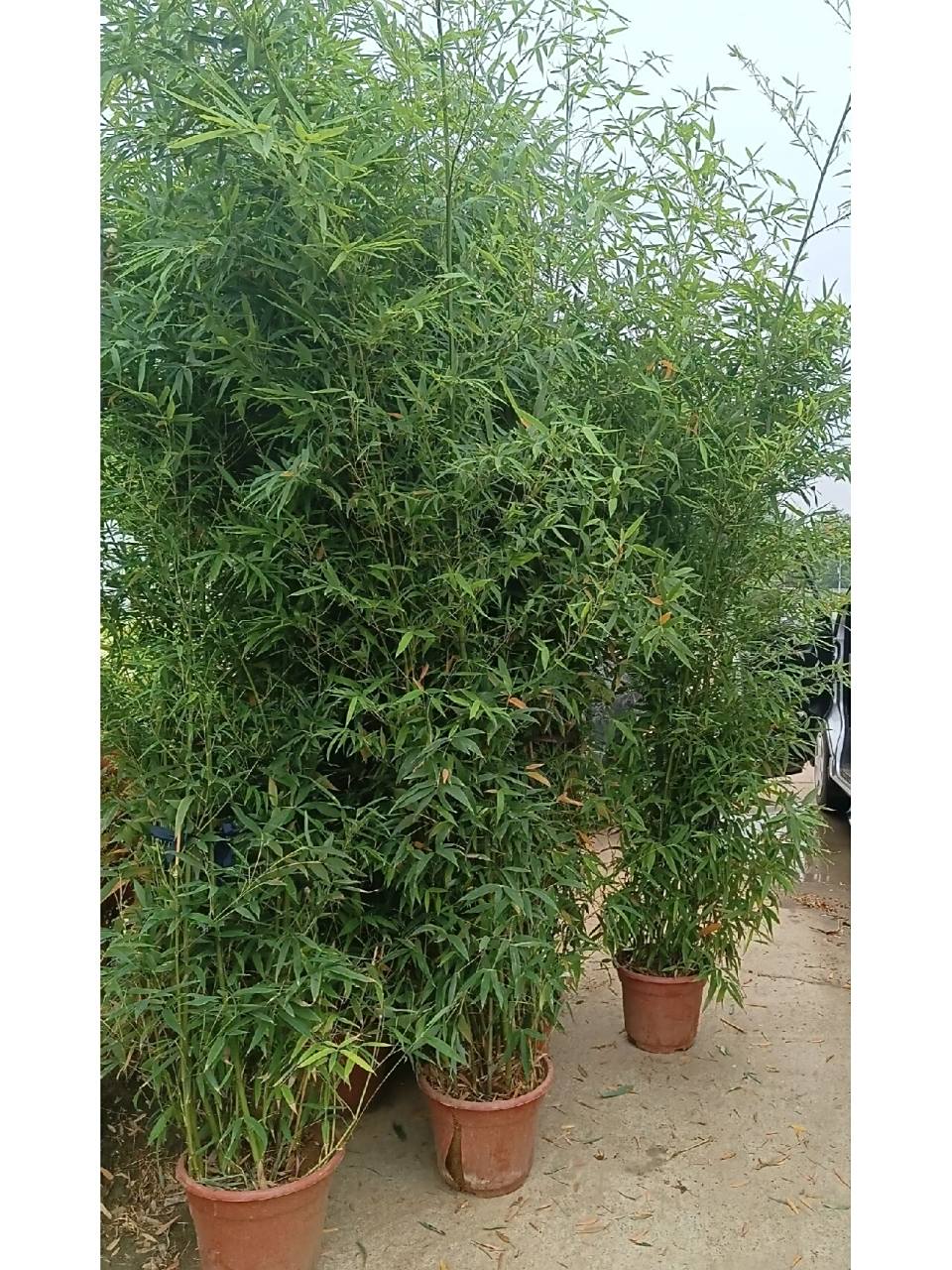 盆栽毛竹 盆栽毛竹,从根部就开始长出叶片,一直到顶端,是作为围墙绿植