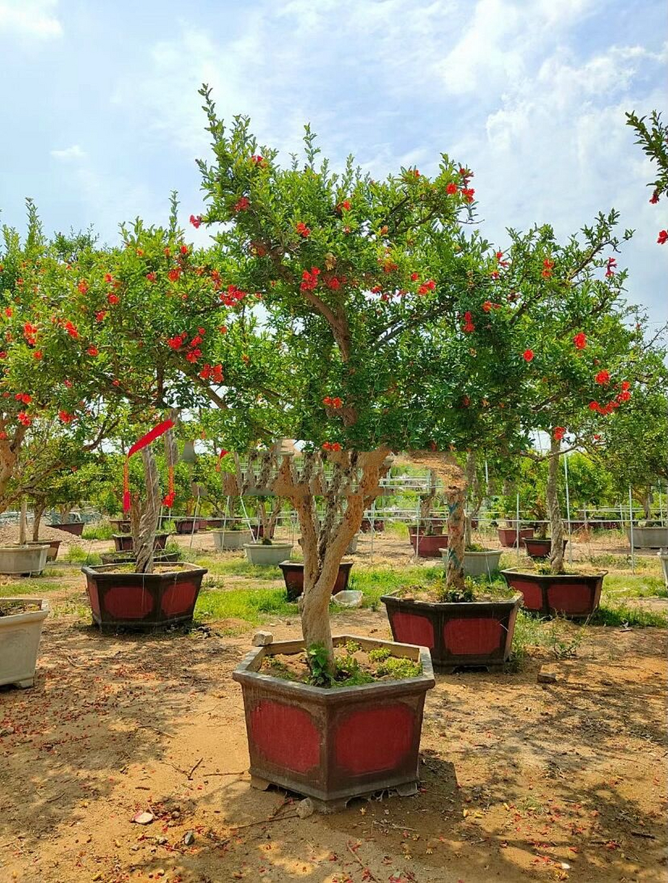 庭院主景树 | 精品石榴 庭院主景树推荐种一棵吉祥如意的石榴树.