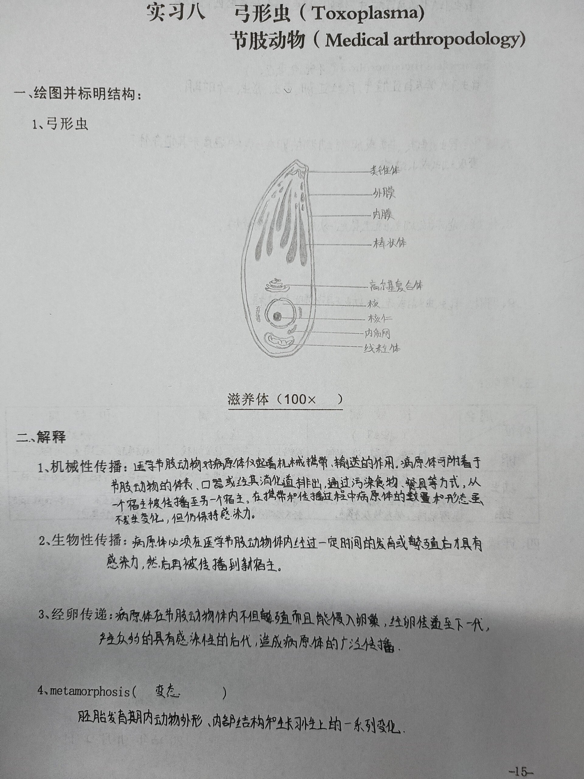 弓形虫滋养体绘图红蓝图片