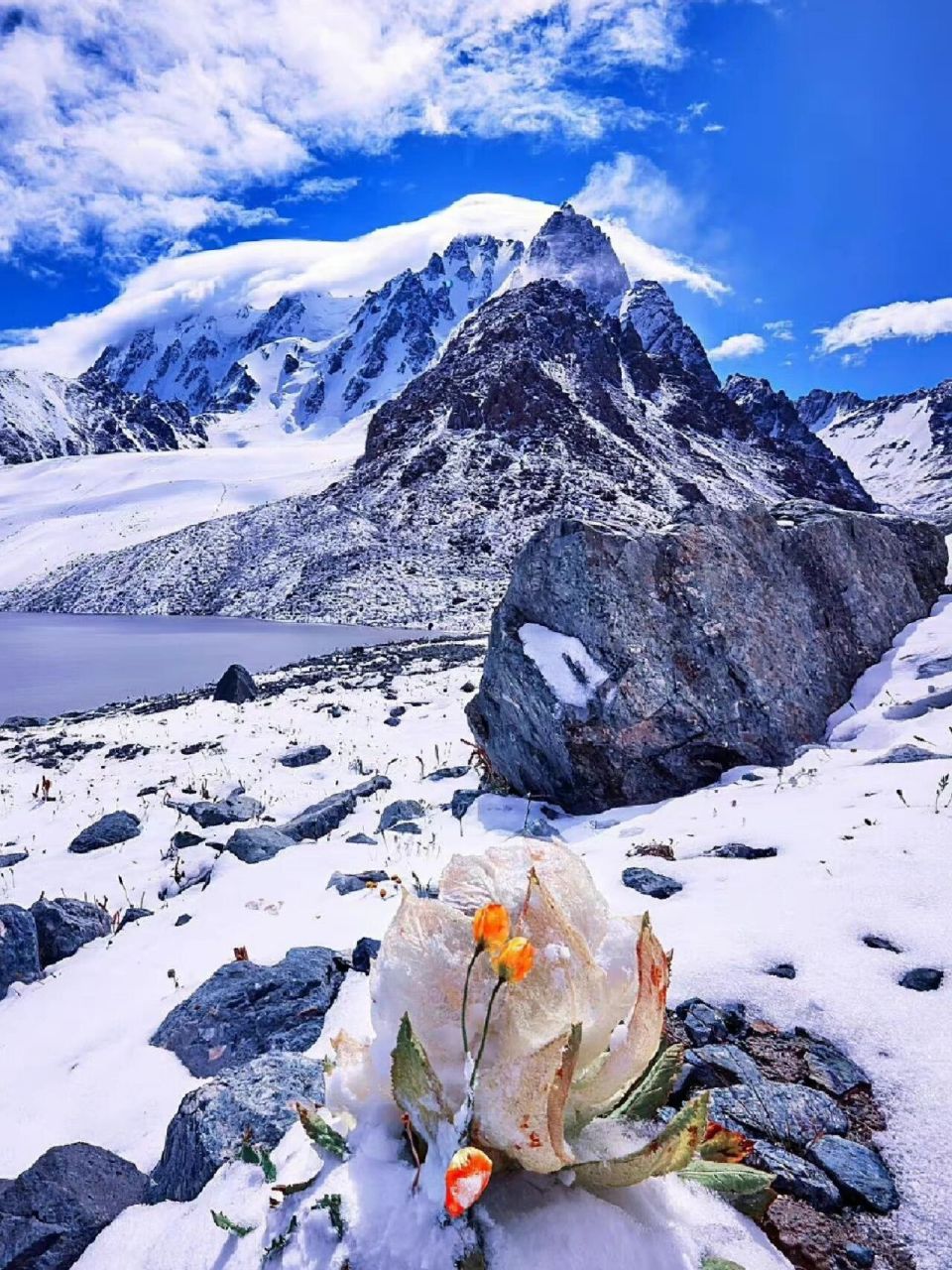 124(纯洁的爱) 每日一花 天山雪莲 学名:saussurea involucrata (kar.