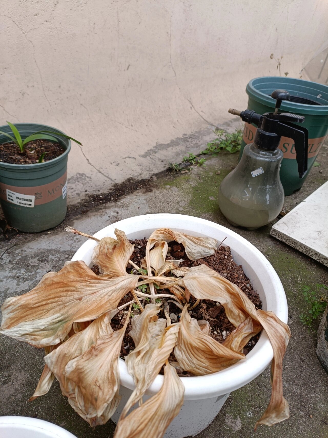 最近巡园,发现玉簪的叶子已经完全枯萎,跟烂草堆一样没有一点生命