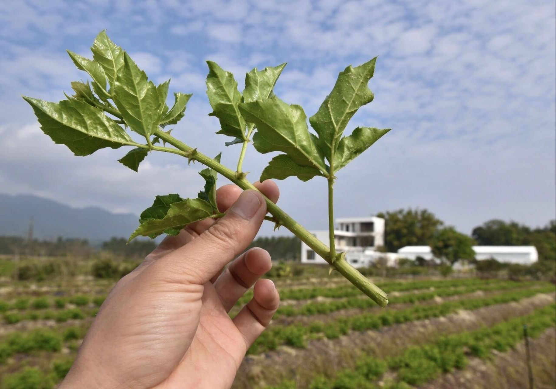 恩平簕菜,迎来了最好的时刻 没有华丽的滤镜,这就是我们吃了几十年的